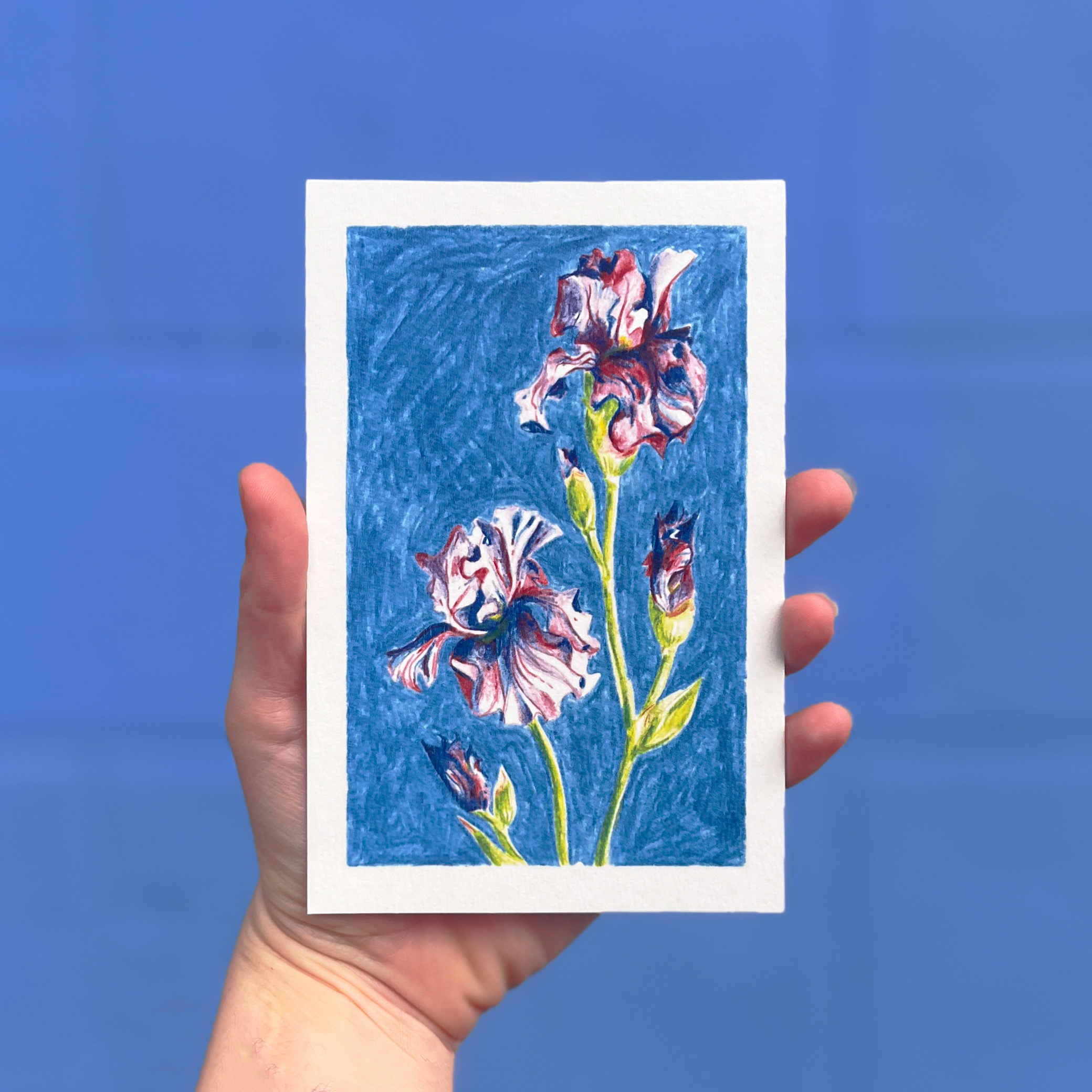 Carte postale illustrée d'iris au crayon de couleur par Yollema, tenue par une main sur fond bleu