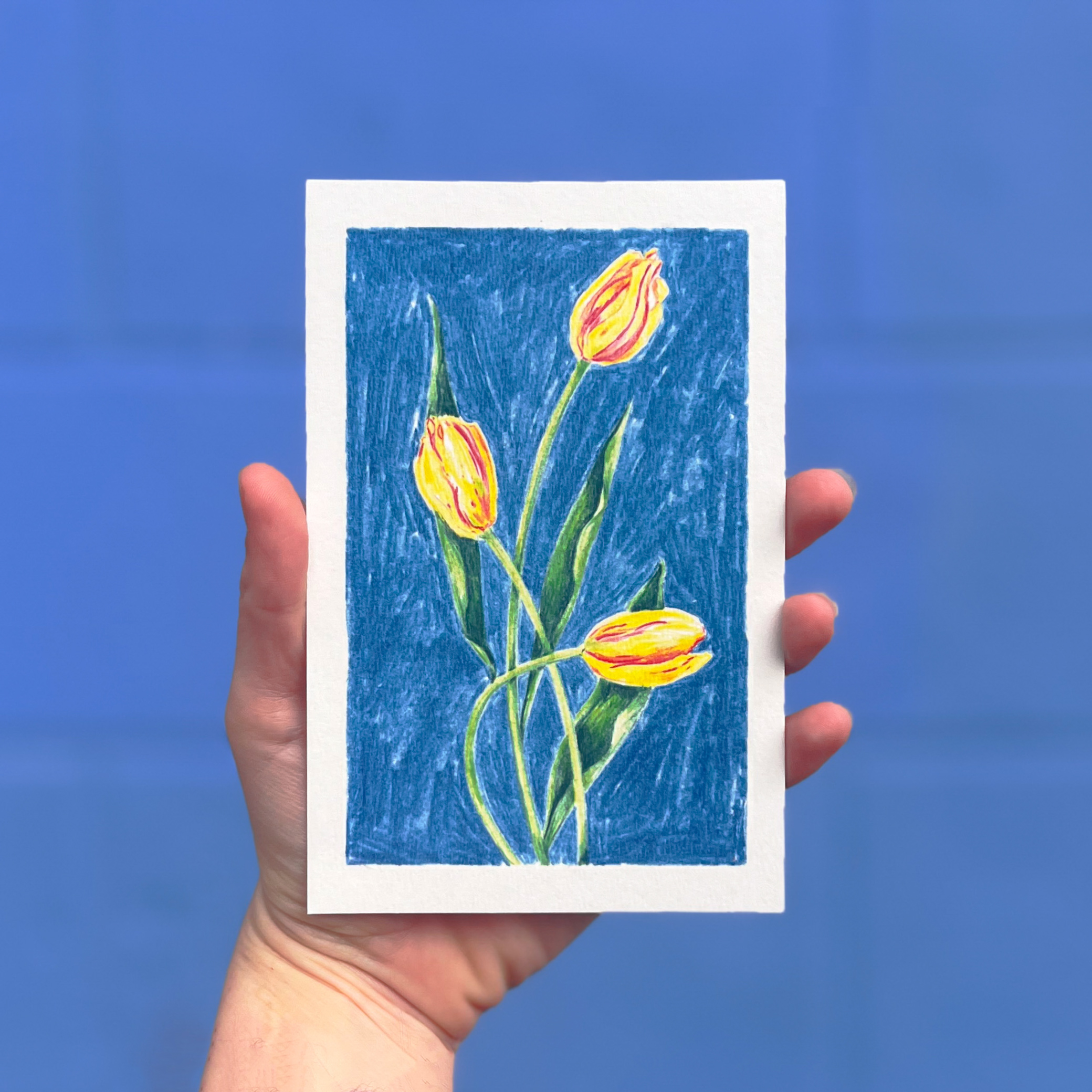 Carte postale illustrée de tulipes au crayon de couleur par Yollema, tenue par une main sur fond bleu