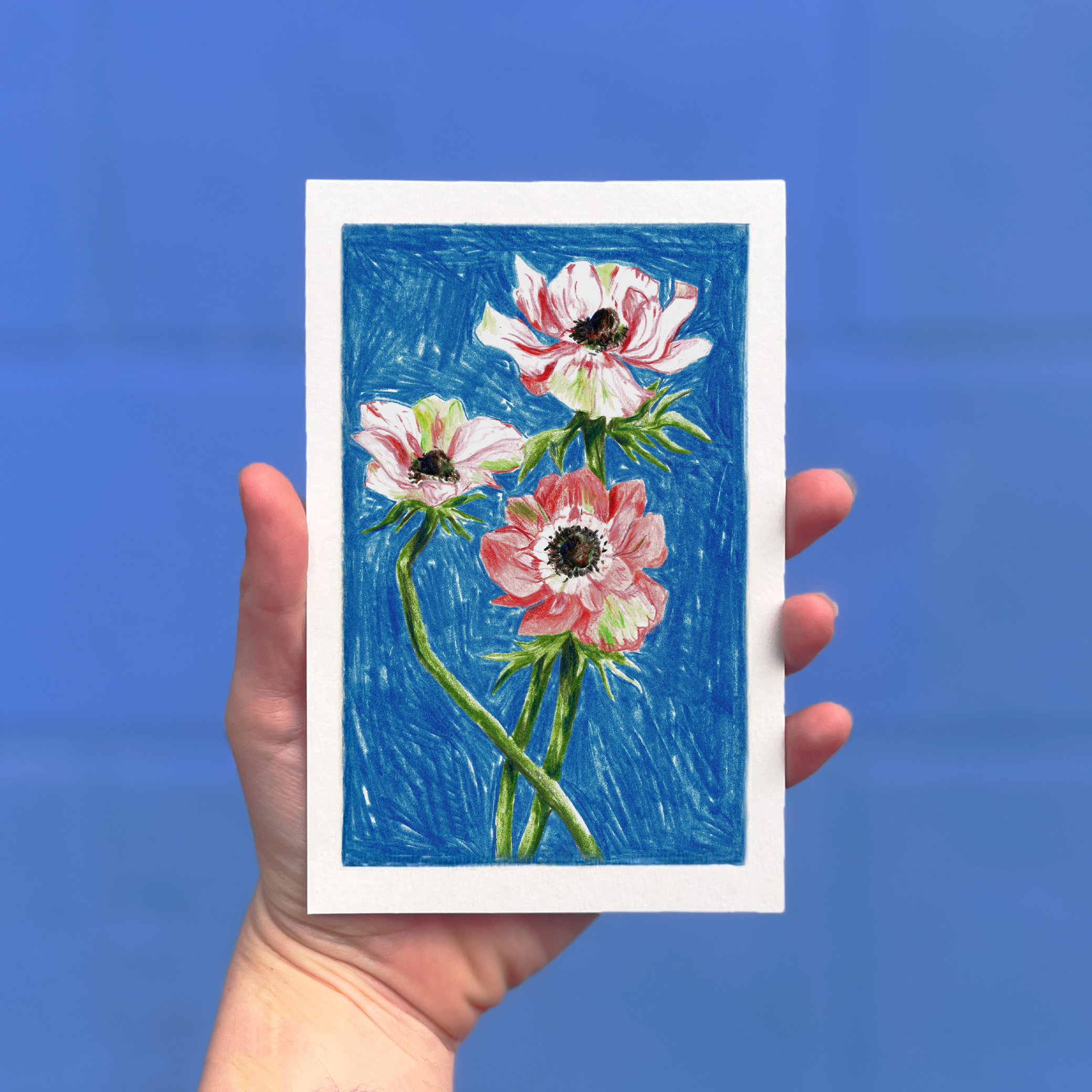 Carte postale illustrée d'anémones au crayon de couleur par Yollema, tenue par une main sur fond bleu