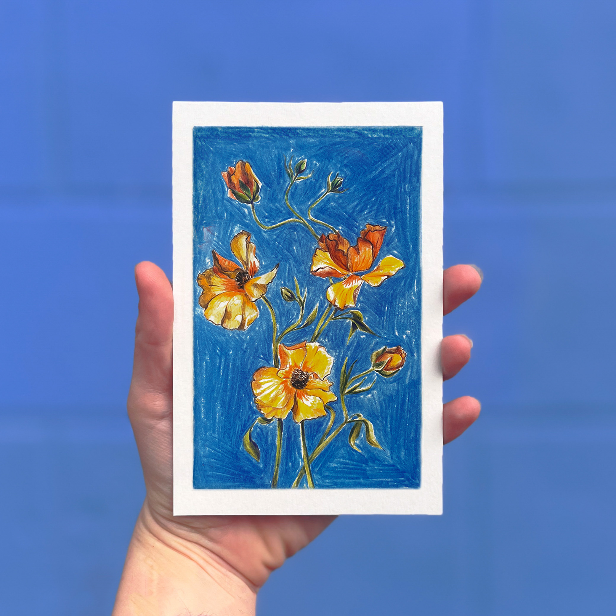 Carte postale illustrée de renoncules au crayon de couleur par Yollema, tenue par une main sur fond bleu