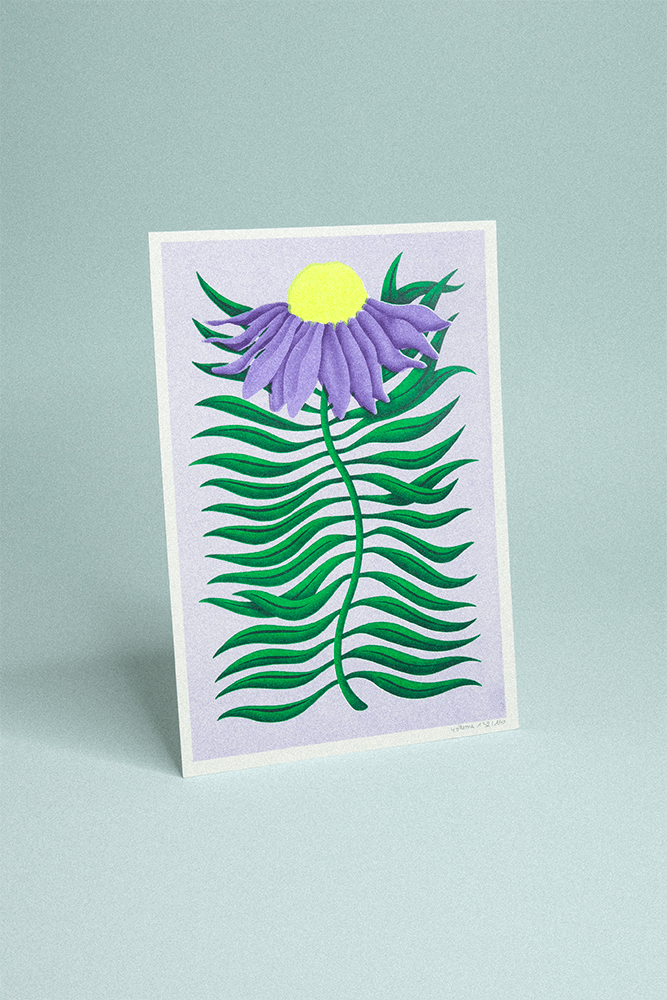 Illustration fleurie sur fond violet clair, échinacée violette avec feuillage vert, en risographie format A5.