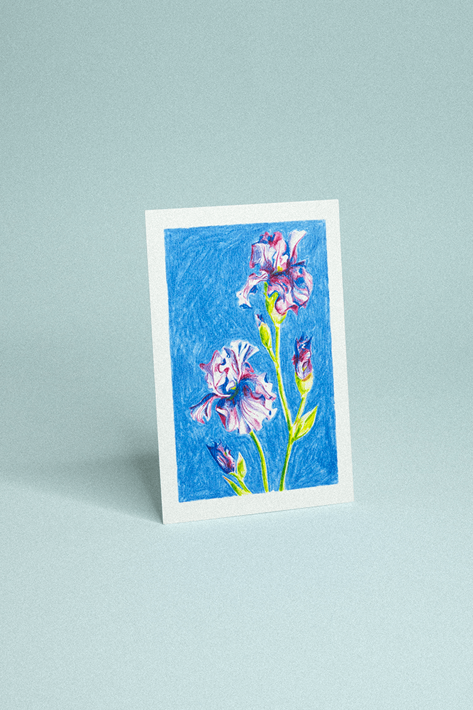 Carte postale illustrée de deux iris violettes dessinées au crayon de couleur sur fond bleu texturé.